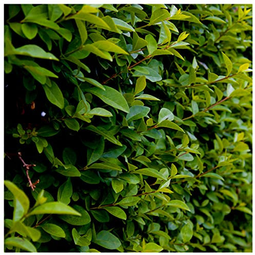 60 Green Privet Hedging Plants Ligustrum Hedge 30-50cm, Potted, Dense Evergreen 3fatpigs®