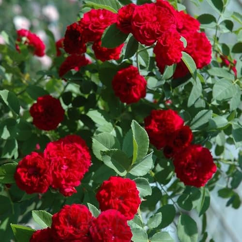 Peter Beales Roses UK Chevy Chase Rambling Rose - Red, Early Summer Blooming, for Outdoor, 450cm Tall, from Asia & Europe