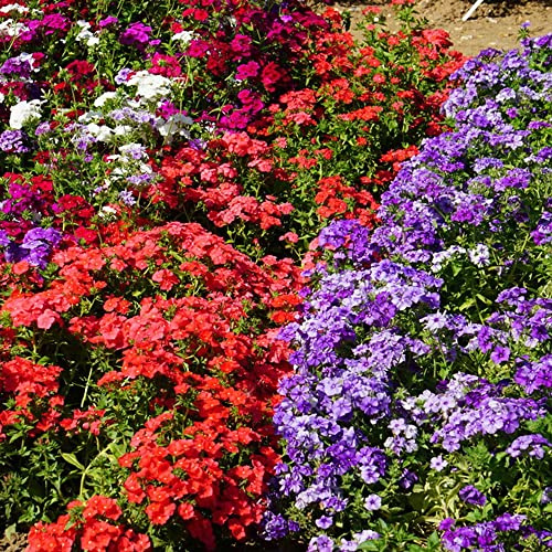 semi resistenti del flox tappezzante - campo giardino balcone perenni 800pcs