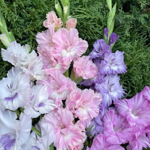 gladiolen winterharte kübelpflanzen frühlingsblumen büropflanzen pflanztopf blumenzwiebeln mehrjährig winterhart kräutergarten dekopflanzen pflanzenkübel gartenpflanzen topfpflanzen 35zwiebeln
