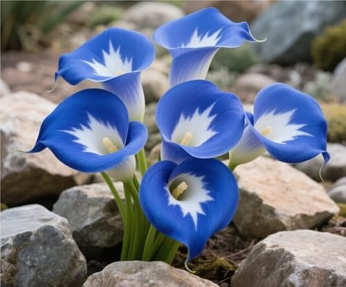 Bellissimo Rizoma Di Calla, Resistenti Al Freddo E Alla Siccità, Facile Da Coltivare, Splendide esposizioni in giardino-2 rizoma-E