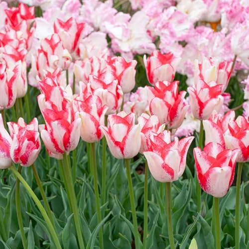 Bulbi di tulipano perenni resistenti - appartamento decorative, giardino roccioso, 6pcs