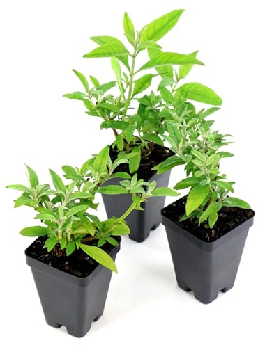 Bloomables Dwarf Dapper Buddleia Butterfly Bush - White Flowers in 3.25 Grower Container - Grows Upto 3-4’ x 3-4’ - Drought Tolerant Flowering Shrubs to Attract Pollinators (3 Piece)