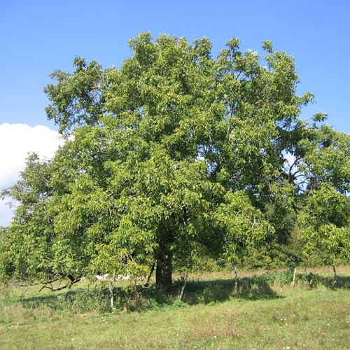 Pianta vera di Noce comune - Diametro Vaso Ø 20 cm