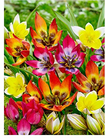 Oliwier's Bulbs 10x Dwarf Tulip Mixed Early Spring Flowering Botanical Tulip Mix Bulbs Beautiful Rockery Garden Patio Balcony Ready for Planting Now