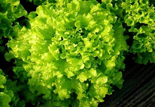 Salad Bowl Lettuce Seeds for Planting 1000+ Seeds Vegetable Garden