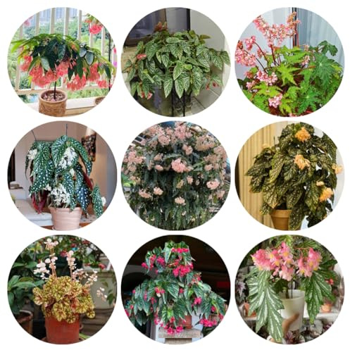 begoniensamen - balkon winterhart, mehrjährig steingartenpflanzen 100pcs