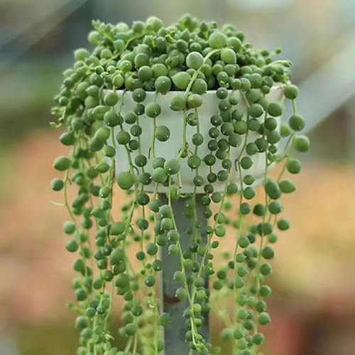 50 pcs erbsenpflanze senecio rowleyanus samen, rankpflanze, exotische pflanzen winterhart erbsenpflanze hängend echt samen sukkulenten samen, zimmerpflanze blumengarten, stauden winterhart