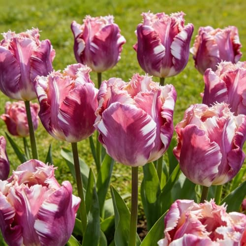 bulbos de tulipán - trepadoras jardín de Camas elevadas el jardín balcón decoraciones exteriores bulbo balcón invernadero decoración 7pcs