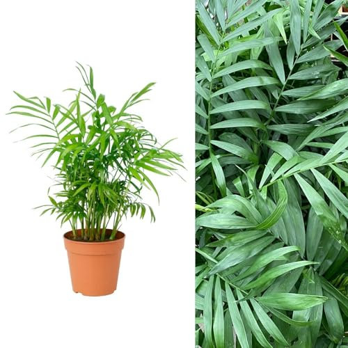 Chamaedorea elegans 'Parlour Palm' - 40 to 50 cm - Indoor Plant Ideal for The Home or Office (1 Plant)