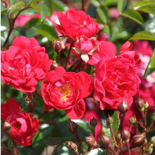 2 x Rosier - Rosa 'Rote The Fairy' pot 25-30 cm - Un rosier couvre-sol robuste avec charme et résistance