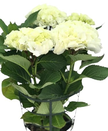 Hydrangea Blanca Natural Planta Ideal para Crear Jardines de Ensueño