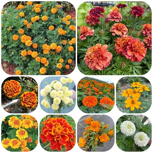 semi di calendula, Tagetes erecta, balcone autunnali resistenti vecchie varietà amici farfalle da esterno decorazione giardino per esterni 1000pcs