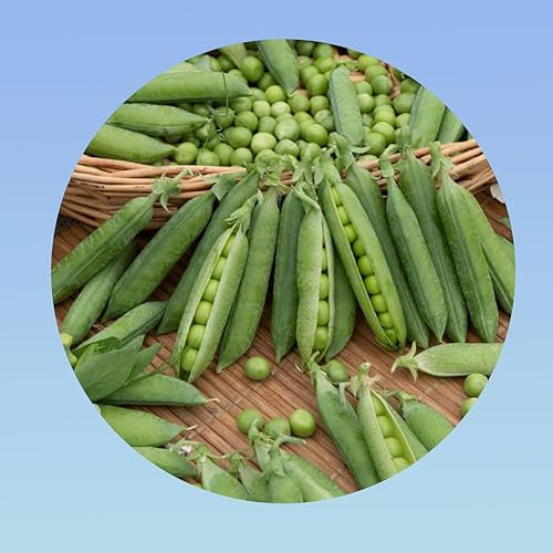 50 grammes de graines pois nain petit provençal - environ 220 graines- Planète graines