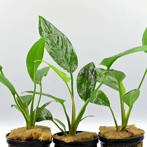 AquaBreedingSkill Set de 3 Anubias Hastifolia plantes d’aquarium vivante pour eau douce, plante verte décorative, idéale pour poissons et crevettes – avec passeport phyto (Hastifolia 3 pcs)