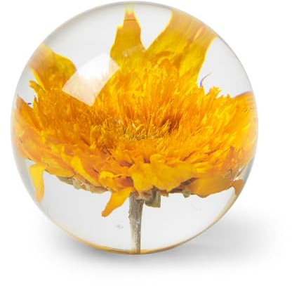 In Flore Solros brevpress i resin glas, med äkta solros blomma, 10 cm, gul