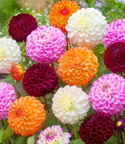BALDUR-Garten Dahlien-Mix 'Pompon',3 Knollen, Dahlia, mehrjährig - frostfrei halten, pflegeleicht, bienenfreundlich, schmetterlingsfreundlich, Kübel und Beet, blüht in ausgefallenen Farben