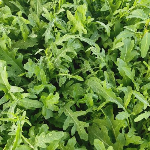 semi di rucola perenne resistente verdi da appartamento di rucola da giardino, rare da giardino resistenti 100pcs