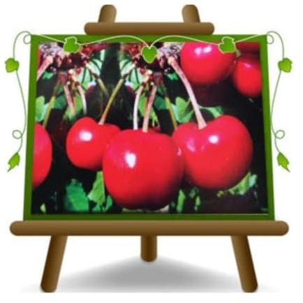 Ciliegio Dolce Zuccherina di Bitonto Pianta da Frutto età 4 anni