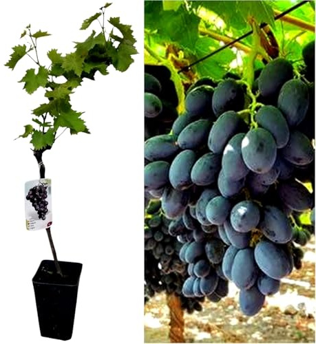 Parra Injertada de uva sin semilla. En maceta. Negra Autum Royal. Segura Garden. Frutos sabrosos sin molestias, ideal para disfrutar uvas sin semillas