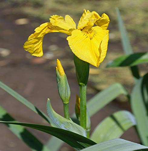 10 Graines de Lys Jaune (Iris Pseudacorus)