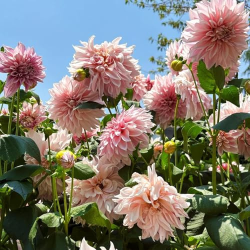 Bulbi di dalia, resistenti, adatti al giardino, adatti ai principianti, facili da coltivare-2bulbi-C