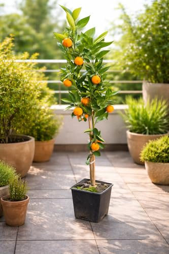 Zitronenbaum Clementine Spinoso (120-150 cm) – Süße Clementinen für Garten & Terrasse, Winterhart, Fruchtig & Aromatisch, Perfekt für Frischverzehr & Saft
