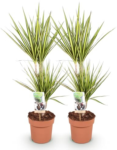 Green boutiQ - Plantes d'intérieur - Dracaena Sunray - Arbre à dragon - Peu d'entretien - Vert - jaune - 2 Plantes - Pot 17cm - Hauteur 70-75cm