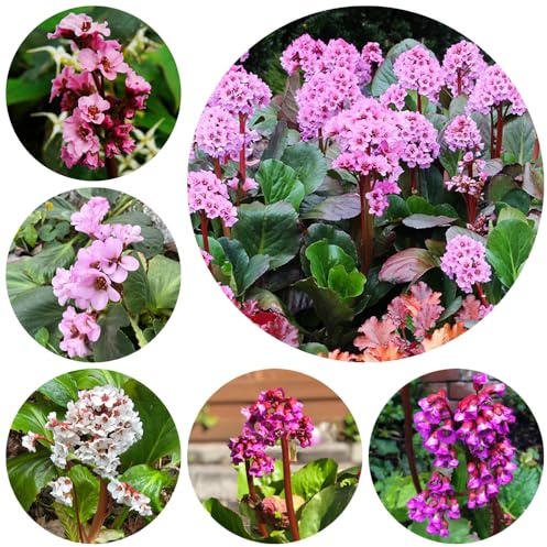 Semillas resistentes de Bergenia - silvestres Bergenie jardín rocas 500pcs