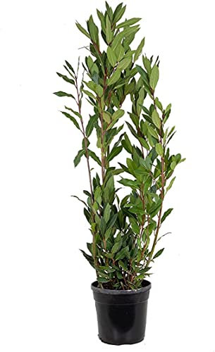 Laurel Árbol de Exterior Perfecto para Jardines