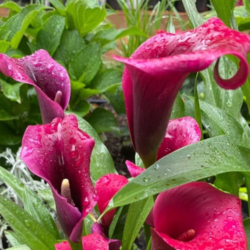 Bulbi di calla, decorativi da giardino per balcone Zantedeschia aethiopica, resistenti all'esterno esotiche regali 8pcs