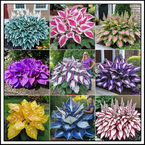 Bulbi di hosta/miste/Radici selezionate di hosta/resistenti al freddo e alla siccità/adatte per la decorazione di giardini e balconi【NVNJHJN】-6 Rizoma-A