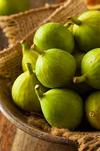 albero di Fico pianta di fico varietà Dottato Età 2 anni pianta di fichi vera in vaso venduta da eGarden.store