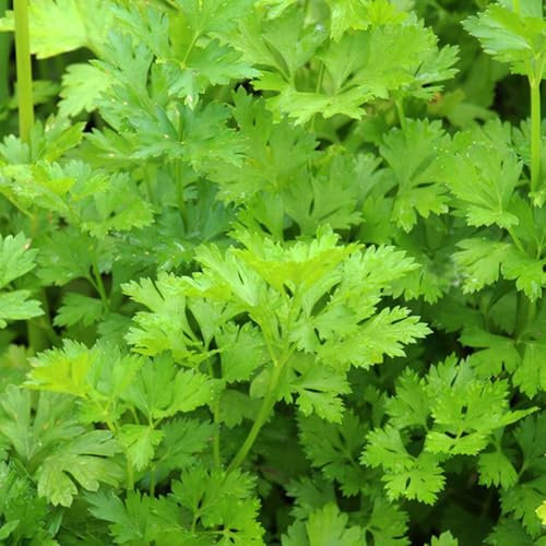 800 Pcs Petersilie Samen Mehrjährig Winterhart - Kräutergarten Geschenk, Küchenkräuter Petersiliensamen Balkon Gemüse, Kräutergarten Indoor Seltene Pflanzen, Gemüse Samen Kräutergarten
