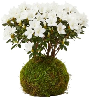 Azalea en Kokedama Natural con Flor – Planta Viva de Interior | DECOALIVE