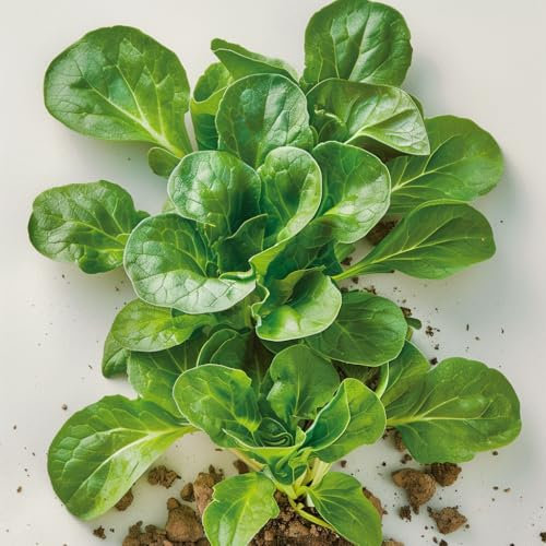 500 Graines de Mâche Verte de Cambrai