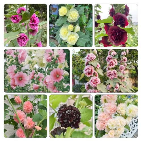 malvas, malva real - de balcón originales semillas de malva real jardín balcón jardín semillas ornamentales 800semillas