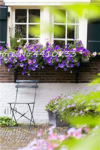 Semillas de flores genéricas Fresh Star Petunia para plantar, color azul, paquete de 100