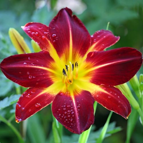 Hemerocallis, Fácil de Plantar, Ideal para Jardín, Balcón y Macetas Exteriores-4pcs-a
