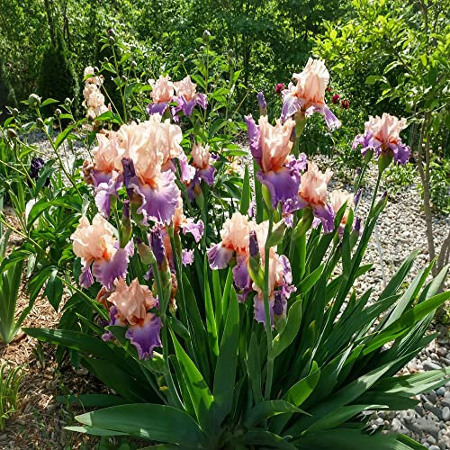 8 Stück schwertlilie rosa gladiolen schwertlilien zwiebeln winterhart mehrjährig Iris garden winterfeste pflanzen für kübel seltene pflanzen winterlinge zwiebeln