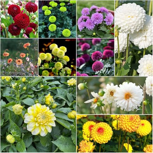 Bulbos de dalia - balcón resistentes de dalia Comprar bulbos jardín balcón con camas elevadas perennes resistentes 6pcs
