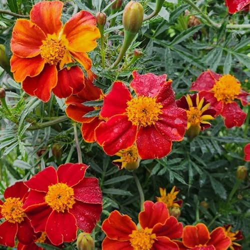 semillas de caléndula - Tagetes patula - originales, decoraciones 300pcs