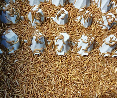 Mehlwürmer 500g im Netz Lebendfutter SAHAWA Vogelfutter Reptilienfutter