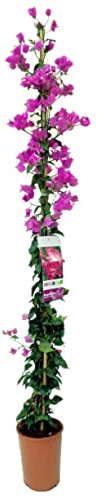 Buganvilla en tutor Planta Natural - Bougainvillea de 90-100CM aprox de Altura - planta viva - Planta Natural Decorativa trepadora (En tutor)