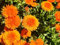 NO-GMO 180 Semi, Arancia English Calendula Officinalis Flower Seeds, Arancia, Oro