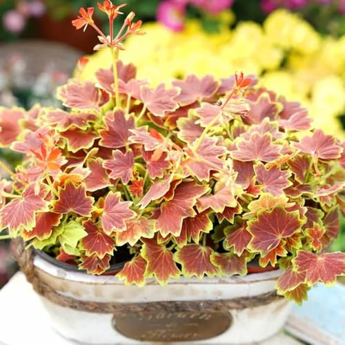 semi di geranio pelargonium semi di tappezzanti, perenni, resistenti all'inverno gerani da balcone insoliti aiuola esotici selvatici da balcone recisi 400semi