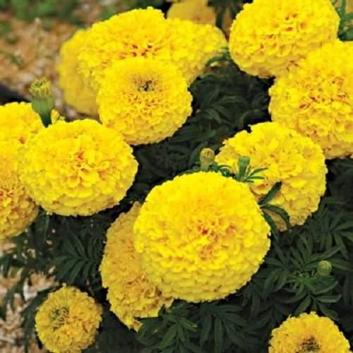 50 semi di calendula Samen Mondsüchtig giallo limone semi di calendula