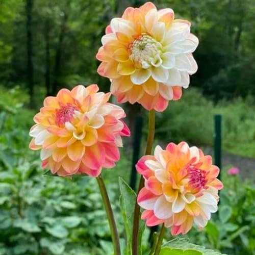 Dahlien Knollen Dahlienknollen Dahlien zwiebeln Dahlien kaufen