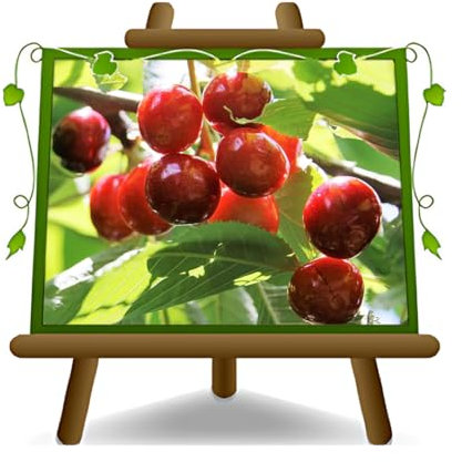 EURO PLANTS VIVAI Ciliegio Dolce Ravenna Tardiva su Vaso ø 20 cm Pianta da Frutto Antico - Altezza 150~170 cm - Età 2 Anni