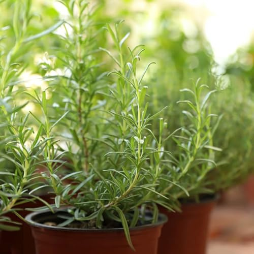 semi di rosmarino, prodotti sostenibili giardino di rare esotiche verdi balcone resistenti per il giardino semi medicinali 300pcs